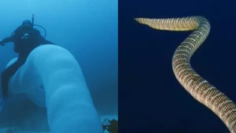 巨型海蛇