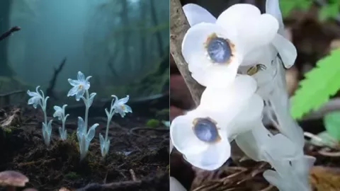 冥界之花