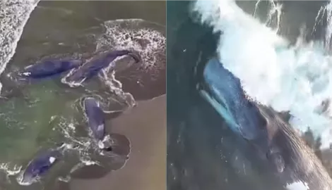 鲸鱼搁浅