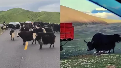 甘肃甘南